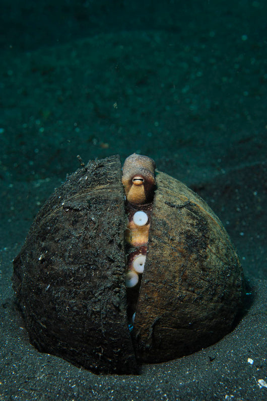 Coconut Octopus Lembeh Strait Wall Decal Design 3