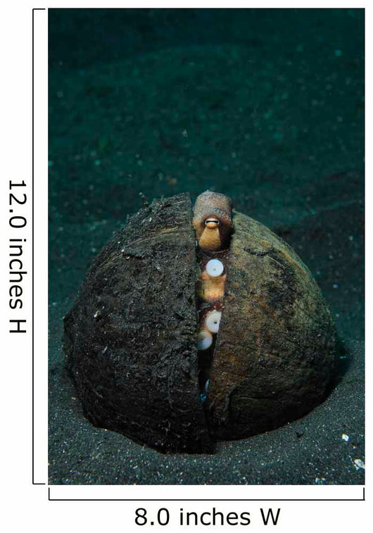 Coconut Octopus Lembeh Strait Wall Decal Design 3