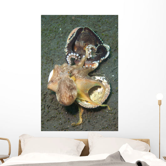 Two Coconut Octopus Wrestling Wall Decal