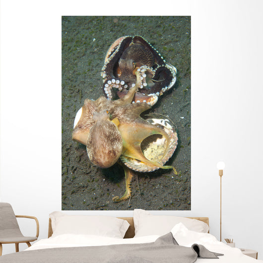 Two Coconut Octopus Wrestling Wall Decal