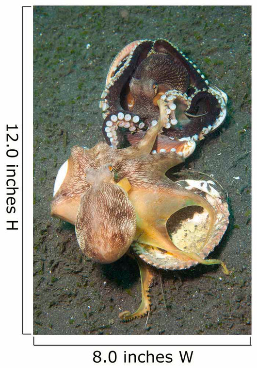 Two Coconut Octopus Wrestling Wall Decal