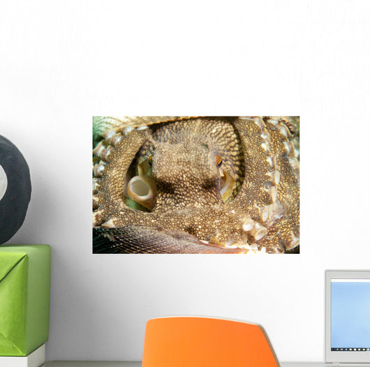 Coconut Octopus Lembeh Strait Wall Decal Design 2