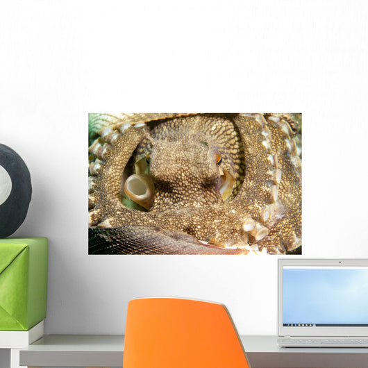 Coconut Octopus Lembeh Strait Wall Decal Design 2