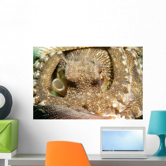 Coconut Octopus Lembeh Strait Wall Decal Design 2