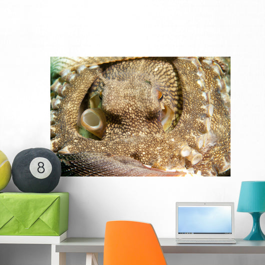 Coconut Octopus Lembeh Strait Wall Decal Design 2