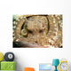 Coconut Octopus Lembeh Strait Wall Decal Design 2