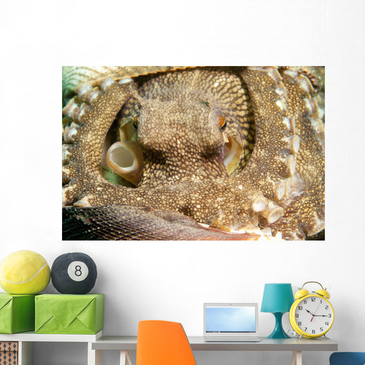 Coconut Octopus Lembeh Strait Wall Decal Design 2