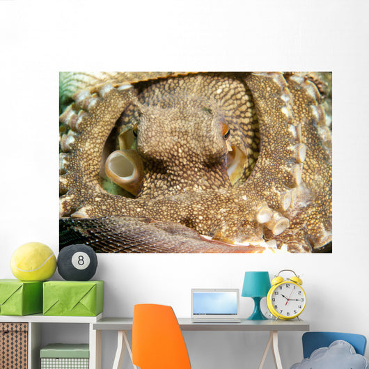 Coconut Octopus Lembeh Strait Wall Decal Design 2