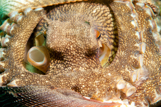 Coconut Octopus Lembeh Strait Wall Decal Design 2