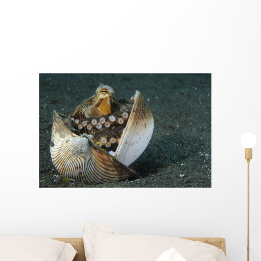 Coconut Octopus Lembeh Strait Wall Decal Design 1
