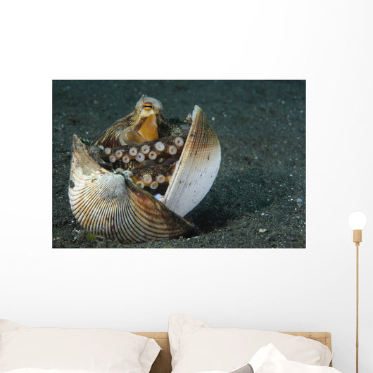 Coconut Octopus Lembeh Strait Wall Decal Design 1