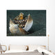 Coconut Octopus Lembeh Strait Wall Decal Design 1