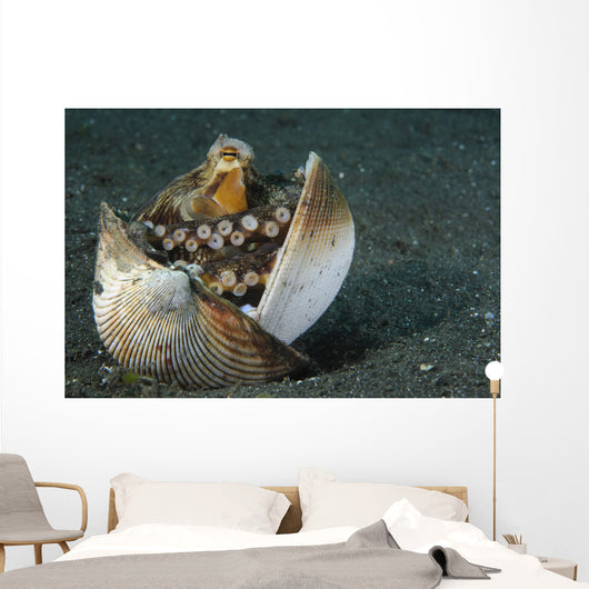 Coconut Octopus Lembeh Strait Wall Decal Design 1