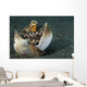 Coconut Octopus Lembeh Strait Wall Decal Design 1