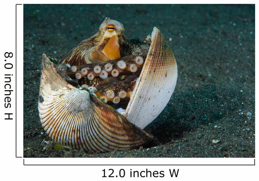 Coconut Octopus Lembeh Strait Wall Decal Design 1