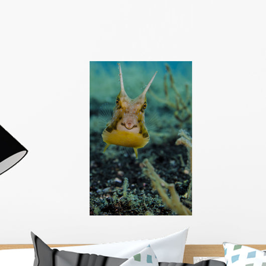 Longhorn Cowfish Lembeh Strait Wall Decal