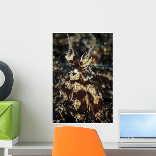 Mimic Octopus Facial Lembeh Wall Decal