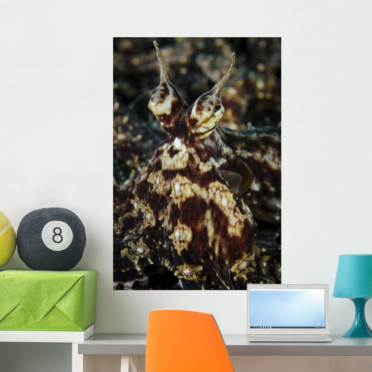 Mimic Octopus Facial Lembeh Wall Decal