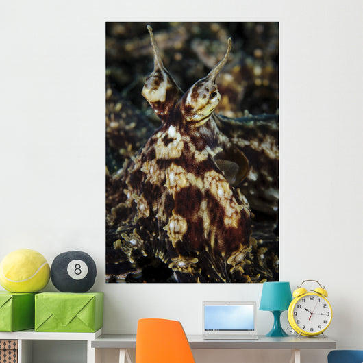 Mimic Octopus Facial Lembeh Wall Decal