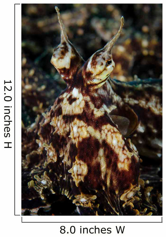 Mimic Octopus Facial Lembeh Wall Decal