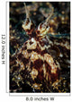 Mimic Octopus Facial Lembeh Wall Decal