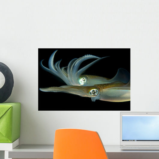 Bigfin Reef Squid Tending Wall Decal Design 7