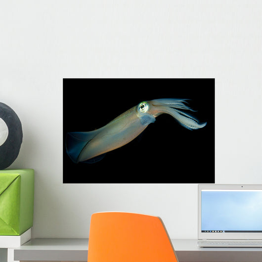 Bigfin Reef Squid Tending Wall Decal Design 5