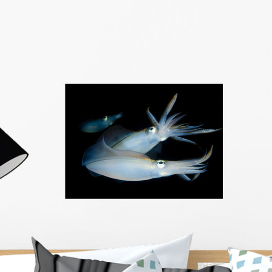 Bigfin Reef Squid Tending Wall Decal Design 4