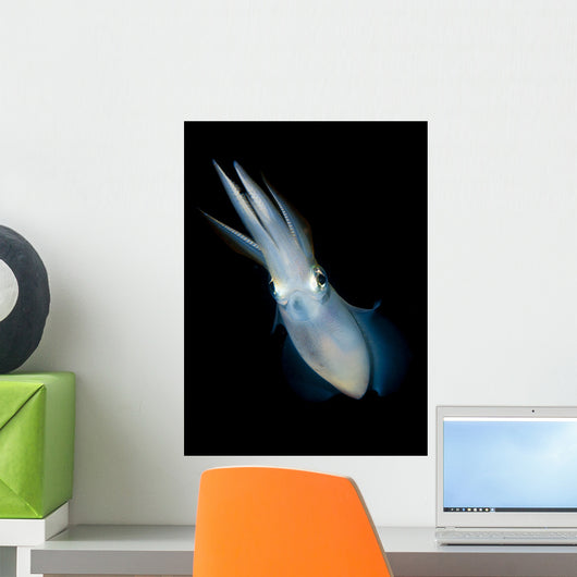 Bigfin Reef Squid Tending Wall Decal Design 3