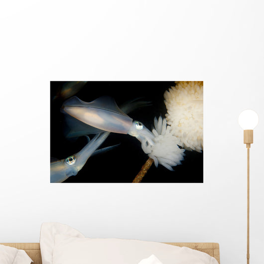 Bigfin Reef Squid Tending Wall Decal Design 1