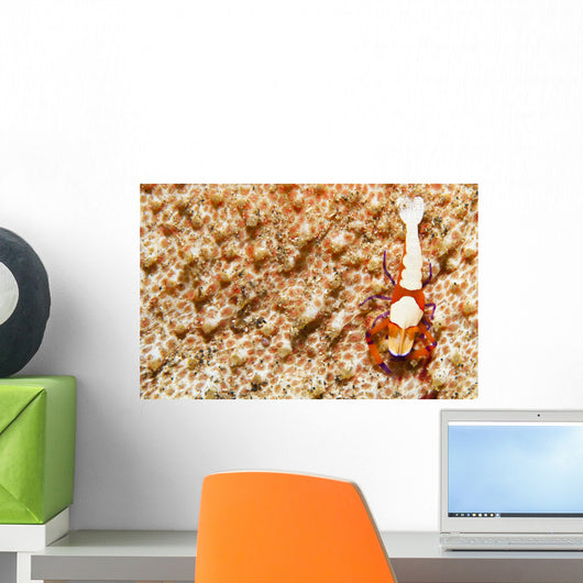 Emperor Shrimp on Sea Cucumber Wall Decal
