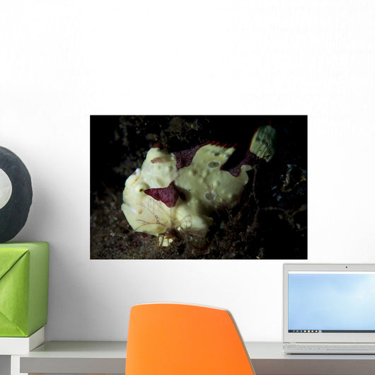 Painted Frogfish Cream Phase Wall Decal