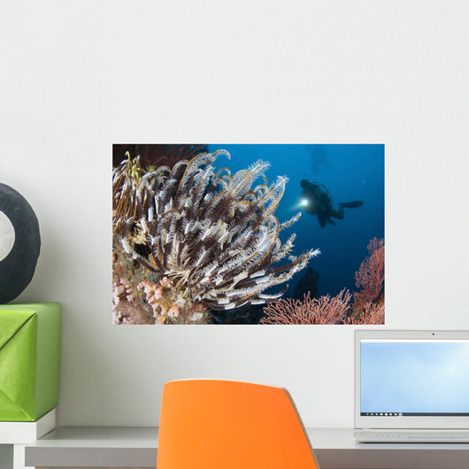 Colorful Crinoids and Soft Wall Decal Design 6