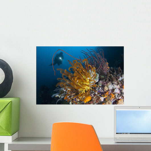 Diver Looks Group Crinoids Wall Decal Design 3