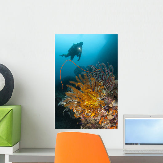 Diver Looks Group Crinoids Wall Decal Design 2