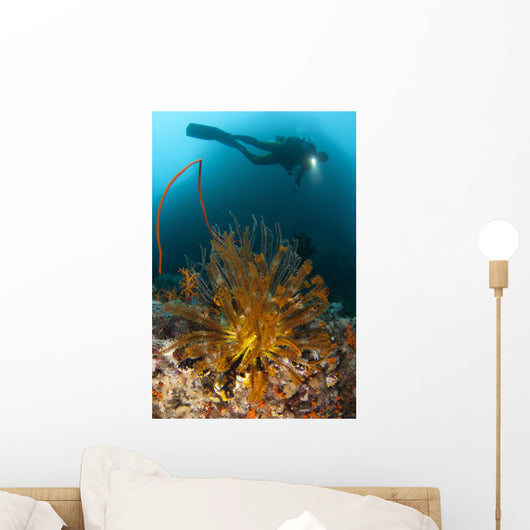 Diver Looks Group Crinoids Wall Decal Design 1