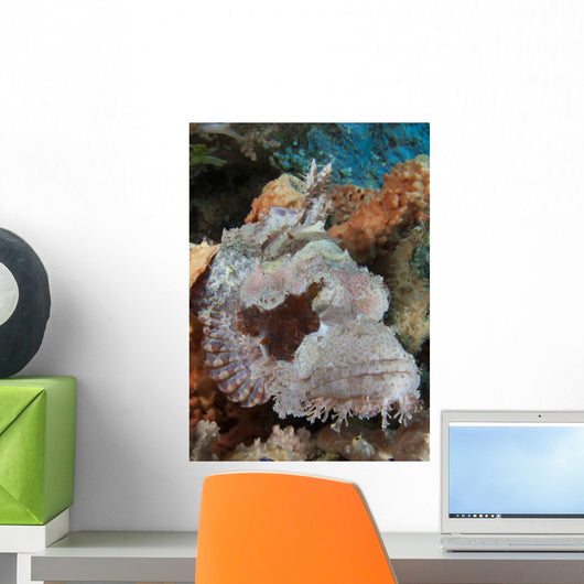 Close-up Tassled Scorpionfish Showing Wall Decal