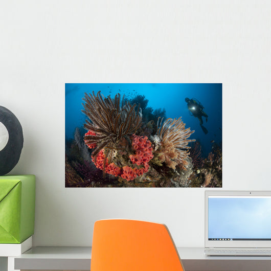 Diver Looks Raja Ampat Wall Decal