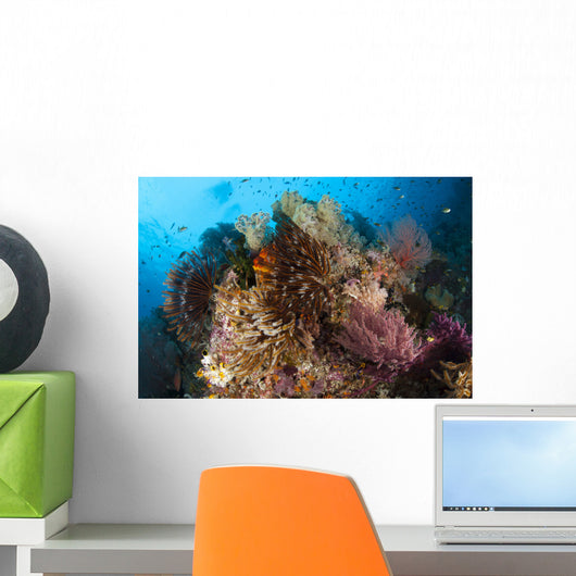 Colorful Crinoids and Soft Wall Decal Design 5
