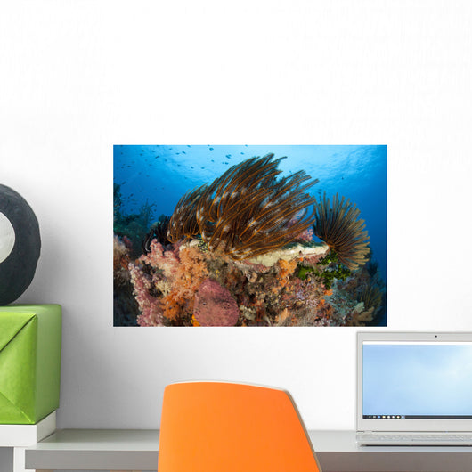 Colorful Crinoids and Soft Wall Decal Design 2
