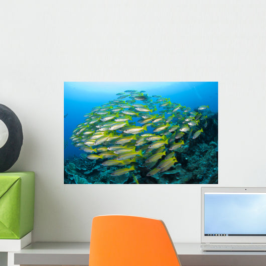 Schooling Brownstripe Snapper Raja Wall Decal Design 1