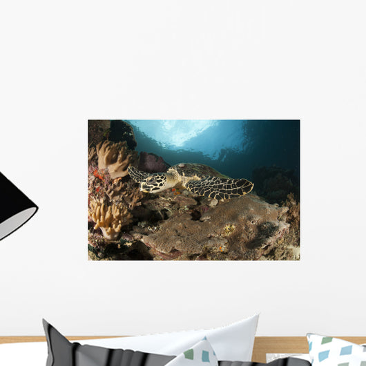Close-up Hawksbill Sea Turtle Wall Decal