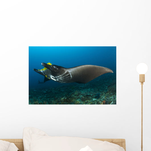 Reef Manta Ray with Wall Decal Design 2