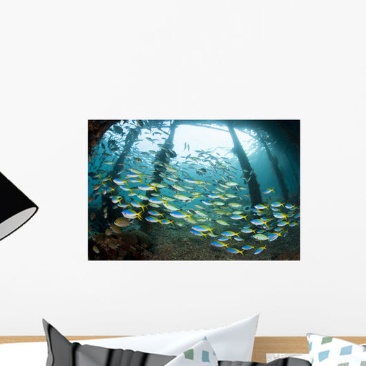 Blue and Yellow Fusilier Wall Decal
