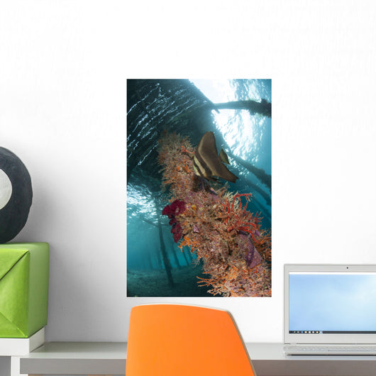 Juvenile Golden Spadefish against Wall Decal