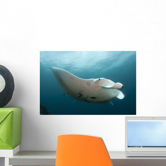 Giant Oceanic Manta Ray Wall Decal Design 2