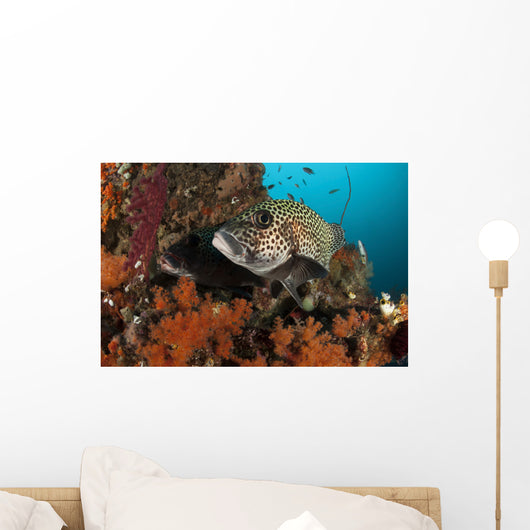 Pair Many-spotted Sweetlips Soft Wall Decal
