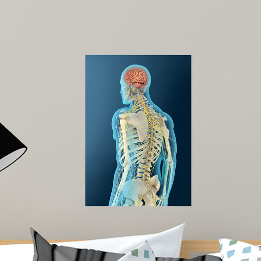 Medical Illustration Human Brain Wall Decal