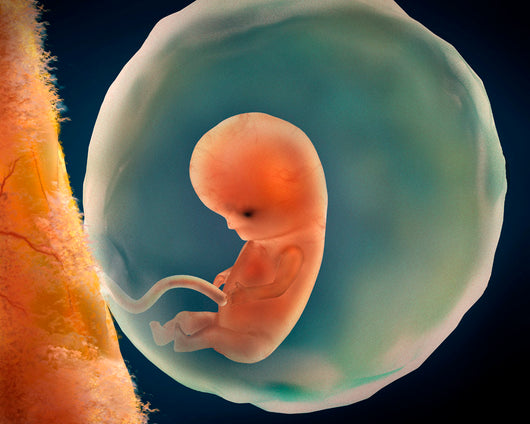 Medical Illustration Fetus Development Wall Mural