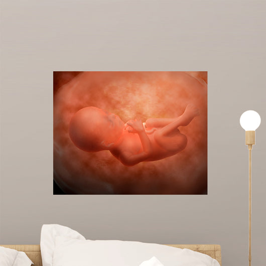 Medical Illustration Fetus Development Wall Decal Design 3